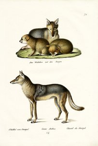Jackal, 1824 by Karl Joseph Brodtmann